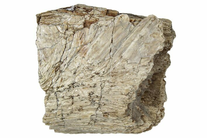 Fossil Tyrannosaur (T rex) Bone Section - Wyoming #309933